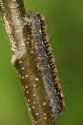 Oak eggar